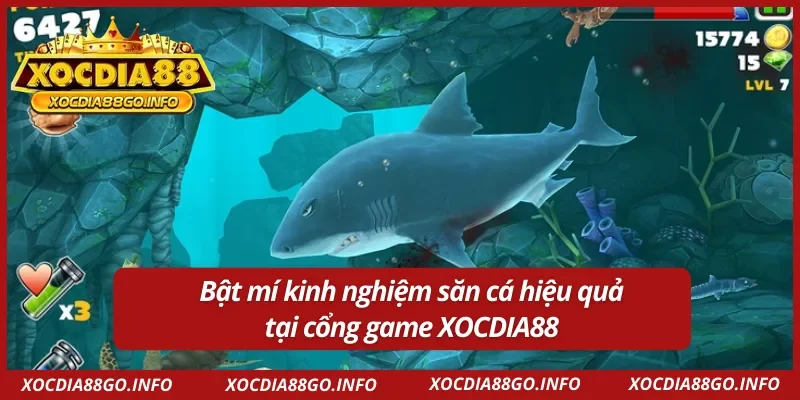 Bật mí kinh nghiệm săn cá hiệu quả