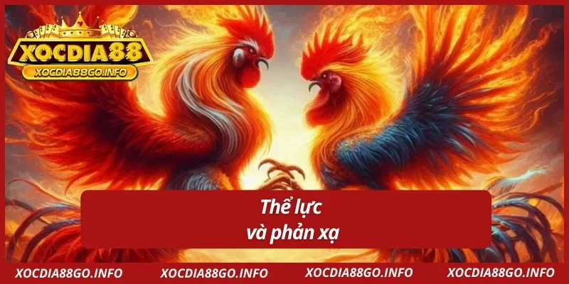 Cách chọn gà đá chuẩn là chú ý đến thể lực và phản xạ