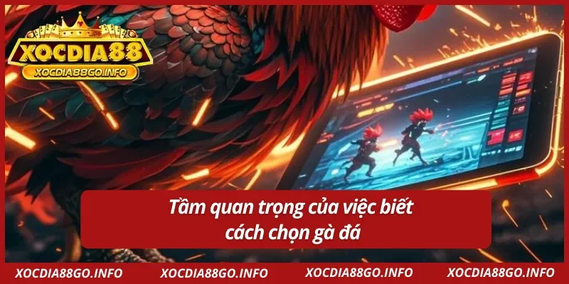 Lợi ích của việc biết cách chọn gà đá chuẩn