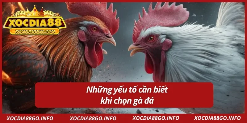 Một số yếu tố cần biết trong cách chọn gà đá chuẩn