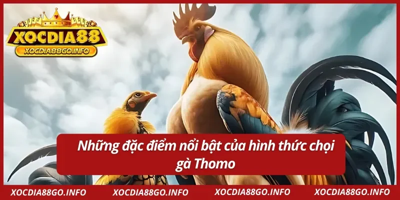 Đánh giá các đặc điểm nổi bật của hình thức đá gà Thomo XOCDIA88