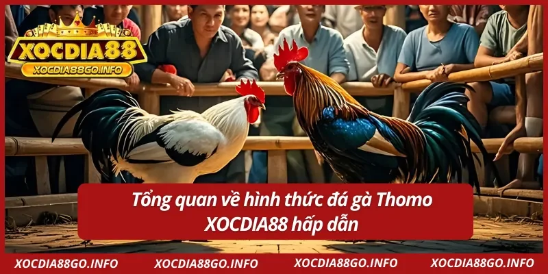 Giới thiệu chung về hình đá gà Thomo