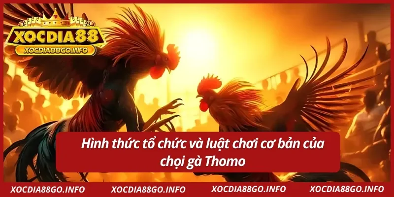 Thông tin chi tiết về luật chơi đá gà Thomo