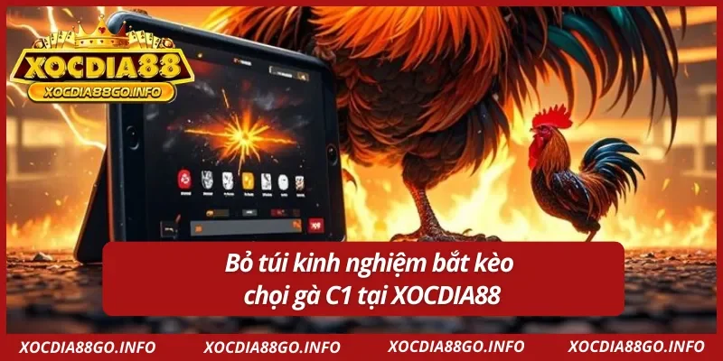 Nắm vững kinh nghiệm đá gà C1 giúp bạn tăng tỷ lệ thắng lớn