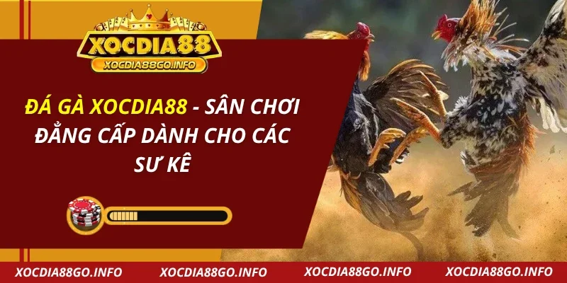 Đá Gà Xocdia88